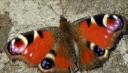 Közvitára bocsátják a Szentiváni rét kezelési tervét