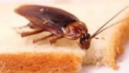 Nem irtott csótányt az étterem, mert nem akarták bántani az állatot