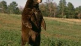 Medve támadt erdőjárókra Háromszéken