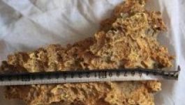 Nyolckilós aranyrögöt talált egy pásztor a földben