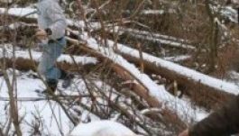 Akár börtönt is kaphat két fatolvaj Kolozs megyében