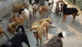 Kutyafalka tépett szét egy kolozsvárit