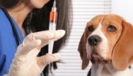 Már a kutyájukat sem oltják be a vakcina-ellenesek