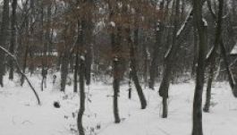 A civilek hadba szállnak Dorin Floreával a Somostetőért