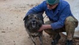 Érzékeny szomszéd miatt betiltotta a bíróság az éjjeli kutyaugatást