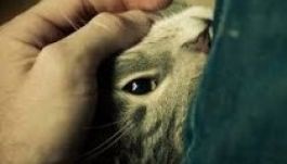 Jogsértő a YouTube szerint a hosszas dorombolás