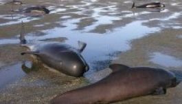 Másfélszáz delfin vetődött partra Új-Zélandon