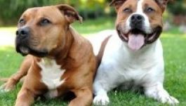 Durva kutyatámadás miatt emeltek vádat egy 72 éves nő ellen