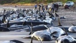 Delfinterelő önkénteseket keresnek Új-Zélandon