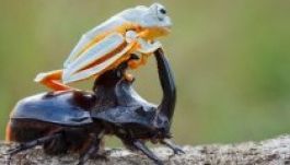 Így balhézik össze egy béka és egy szarvasbogár (GALÉRIA)