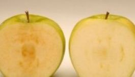 Jóváhagyták a be nem barnuló alma termelését