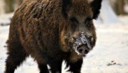 Biciklisekre támadt egy vaddisznó Kismarosnál