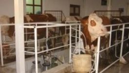 Öngólnak nevezte az oroszellenes embargót egy RMDSZ-es képviselő