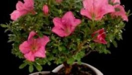 Lopott cserepes virággal indult udvarolni egy 15 éves fiú