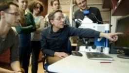 Új agyi idegpályát fedeztek fel magyar kutató vezetésével