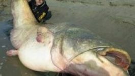 Brutálisan nagy harcsát fogtak ki a Pó folyóból