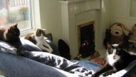 Macskáknak nyitottak öregotthont Angliában