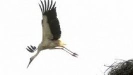 Magyarországon már tavasz van (FOTÓ)