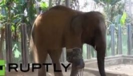 Művégtaggal segítettek a háromlábú elefánton (VIDEÓ)