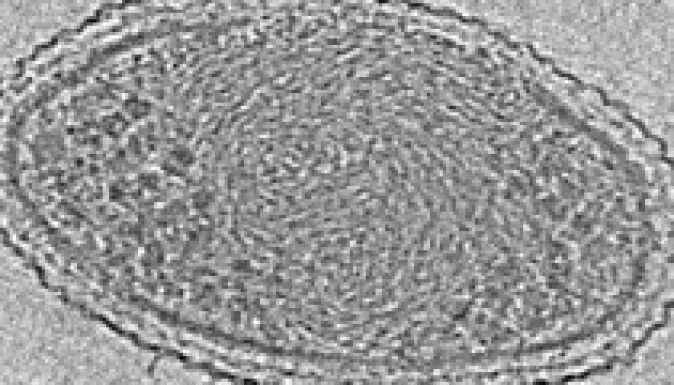 Lefotózták a világ legkisebb élőlényét