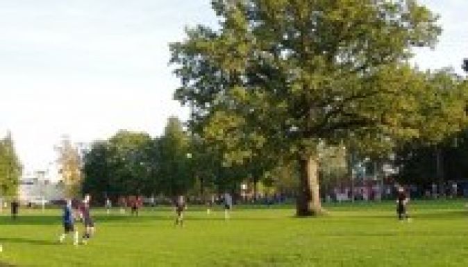 A focipálya közepén álló észt tölgy lett az év európai fája