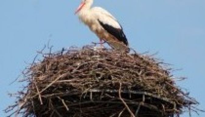 Minisztériumi rendelettel költöztetnek el egy gólyafészket