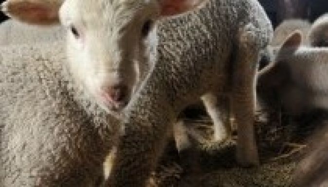Az idén magasabb a magyar húsvéti bárány ára, mint tavaly volt