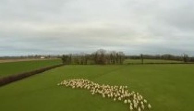 Drónnal  tereli a legelőre juhait egy ír farmer