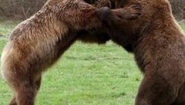 Romániában talált menedéket két oroszországi medve