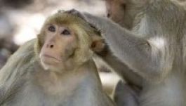 Halálos baktérium szabadult ki egy amerikai laborból