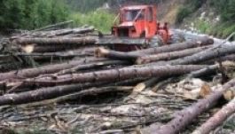 Mit hoz újat a törvény az erdők védelmében?