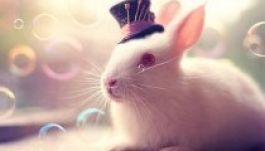 Cuki nyuszikat fotóz, hogy szebbé tegye a világot (GALÉRIA)