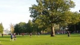 A focipálya közepén álló észt tölgy lett az év európai fája