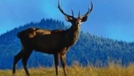 Természetrajzi kiállítás nyílik Székelyudvarhelyen