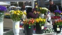 Tavaszi virágok vására a marosvásárhelyi főtéren