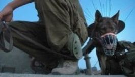 Az izraeli hadsereg felfüggesztette a kutyás elfogásokat Ciszjordániában