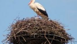 Minisztériumi rendelettel költöztetnek el egy gólyafészket