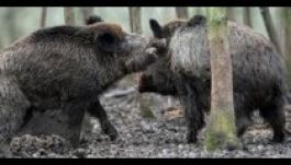 A bajor vaddisznók még érzik Csernobilt