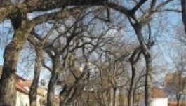 Cáfol a városháza: nem vágják ki a Vársétány fáit