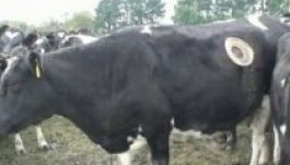 A fenntartható gazdálkodásért lyukat vágnak a tehén oldalára