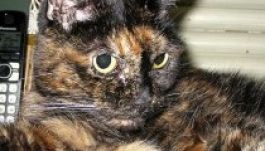 A világ legöregebb élő macskája 125 éves