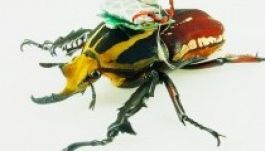 Először röptettek élő bogarakat távirányítóval (VIDEÓ)