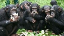 Külön nyelvjárásokat fedeztek fel a csimpánzoknál
