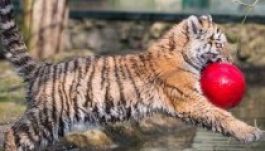 Panellakásban tenyésztettek tigriseket