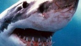 Cápa ölt meg egy német turistát a Vörös-tengerben