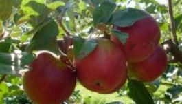 Őshonos gyümölcsfák visszahonosítását ösztönzik Háromszéken