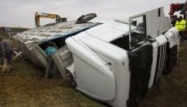 Rengeteg bárány pusztult el a magyar M7-es autópályán