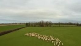 Drónnal  tereli a legelőre juhait egy ír farmer