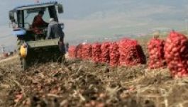 Nőtt a burgonyatermés tavaly