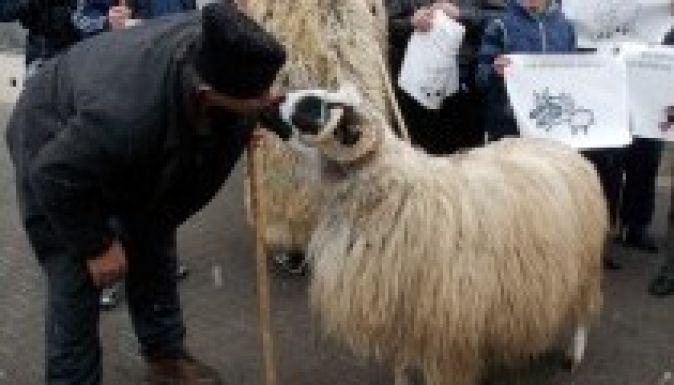 Ingyen tejjel és juhokkal tiltakoztak a gazdák (VIDEÓ)